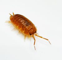 Thumbnail for Porcellio Laevis Orange