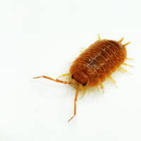 Thumbnail for Porcellio Laevis Orange