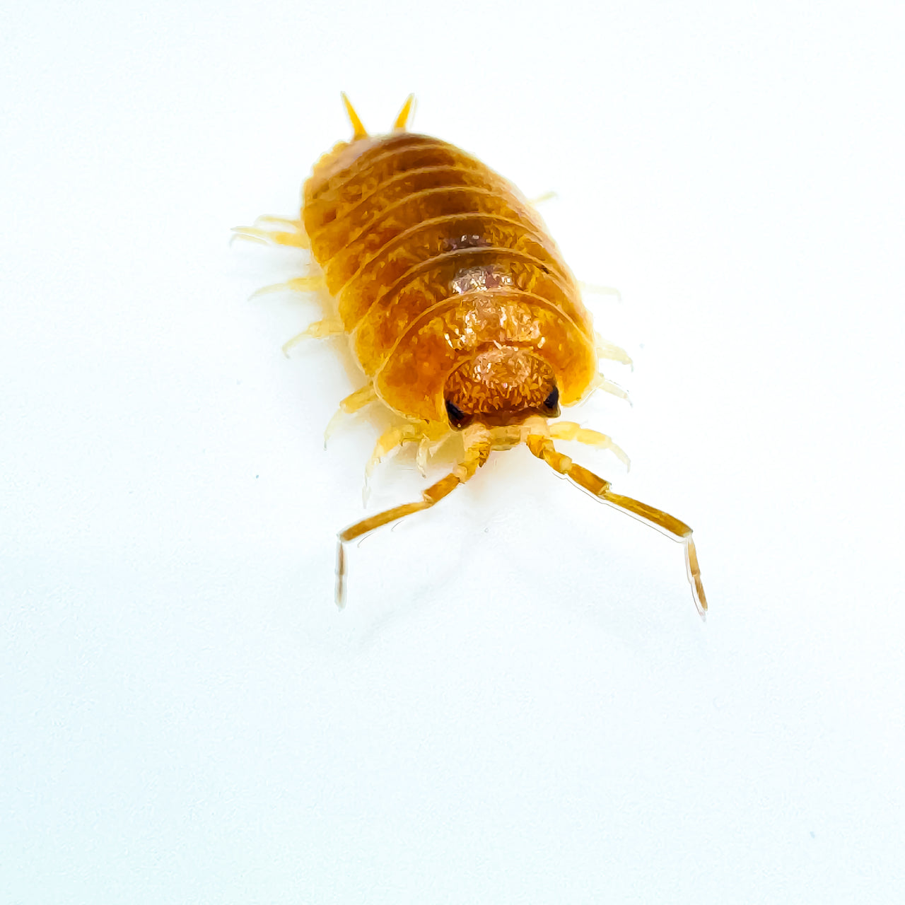 Porcellio Laevis Orange