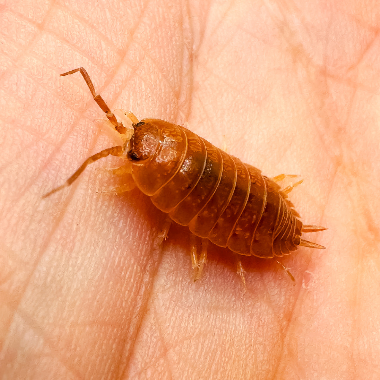 Porcellio Laevis Orange