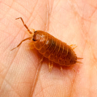 Thumbnail for Porcellio Laevis Orange