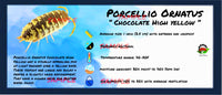 Thumbnail for Porcellio Ornatus Chocolate High Yellow Isopod Bin Label