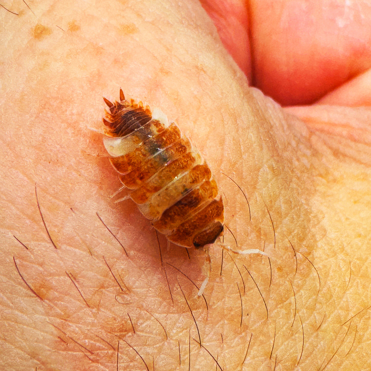 Porcellio Scaber "Orange Koi"