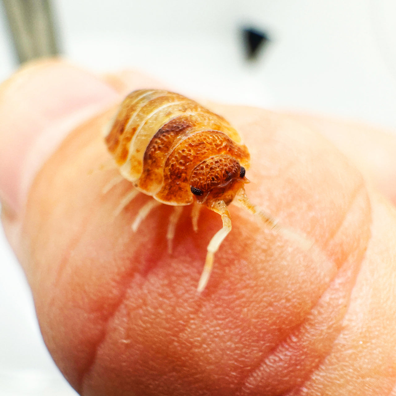 Porcellio Scaber "Orange Koi"