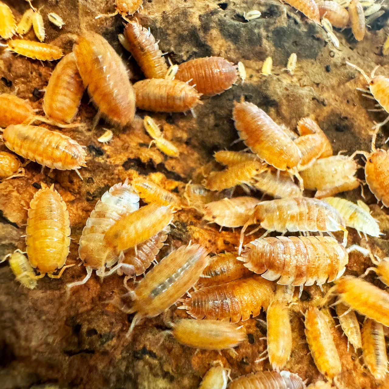 Porcellio Scaber "Orange Koi"