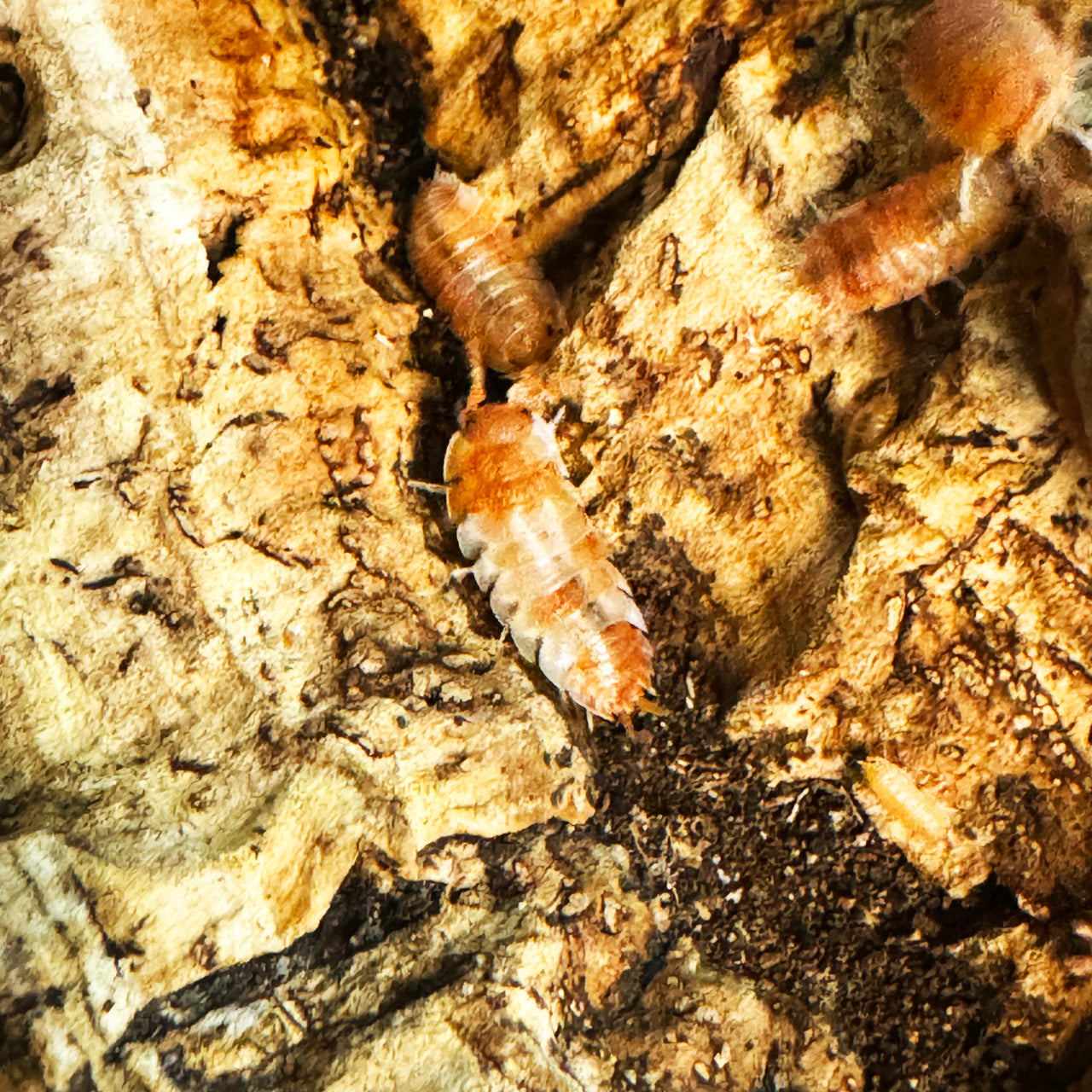 Porcellio Scaber "Orange Koi"