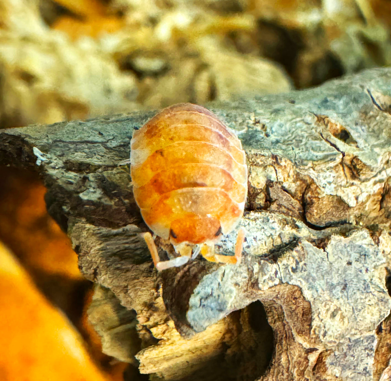 Porcellio Scaber "Orange Koi"