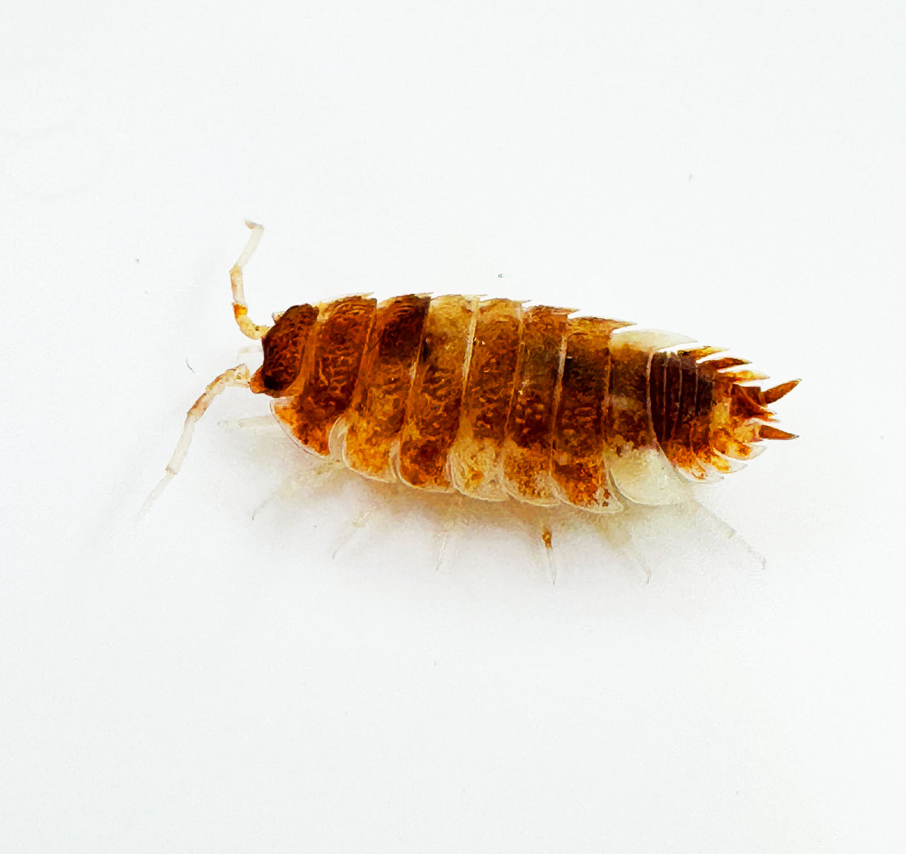 Porcellio Scaber "Orange Koi"