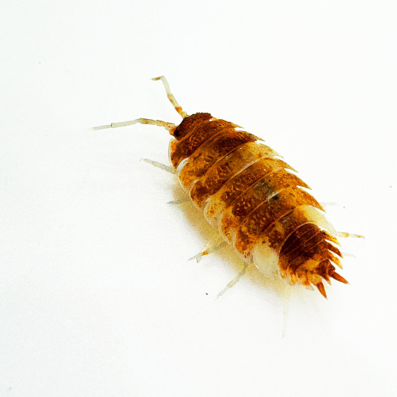 Porcellio Scaber "Orange Koi"