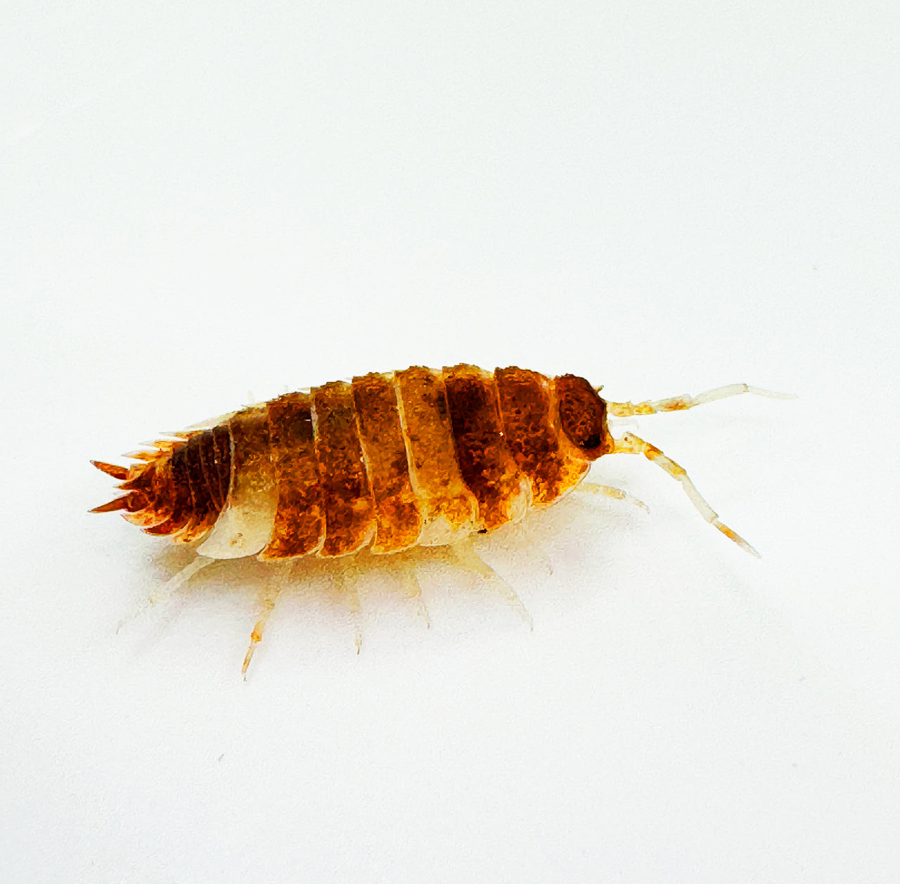 Porcellio Scaber "Orange Koi"