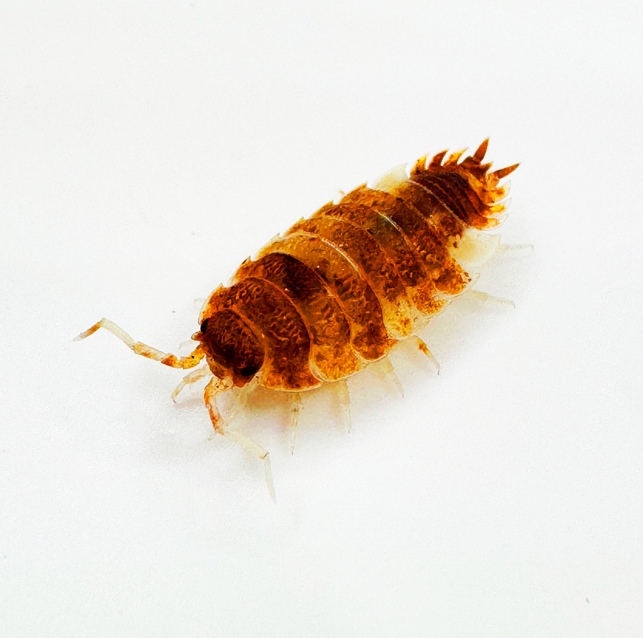 Porcellio Scaber "Orange Koi"