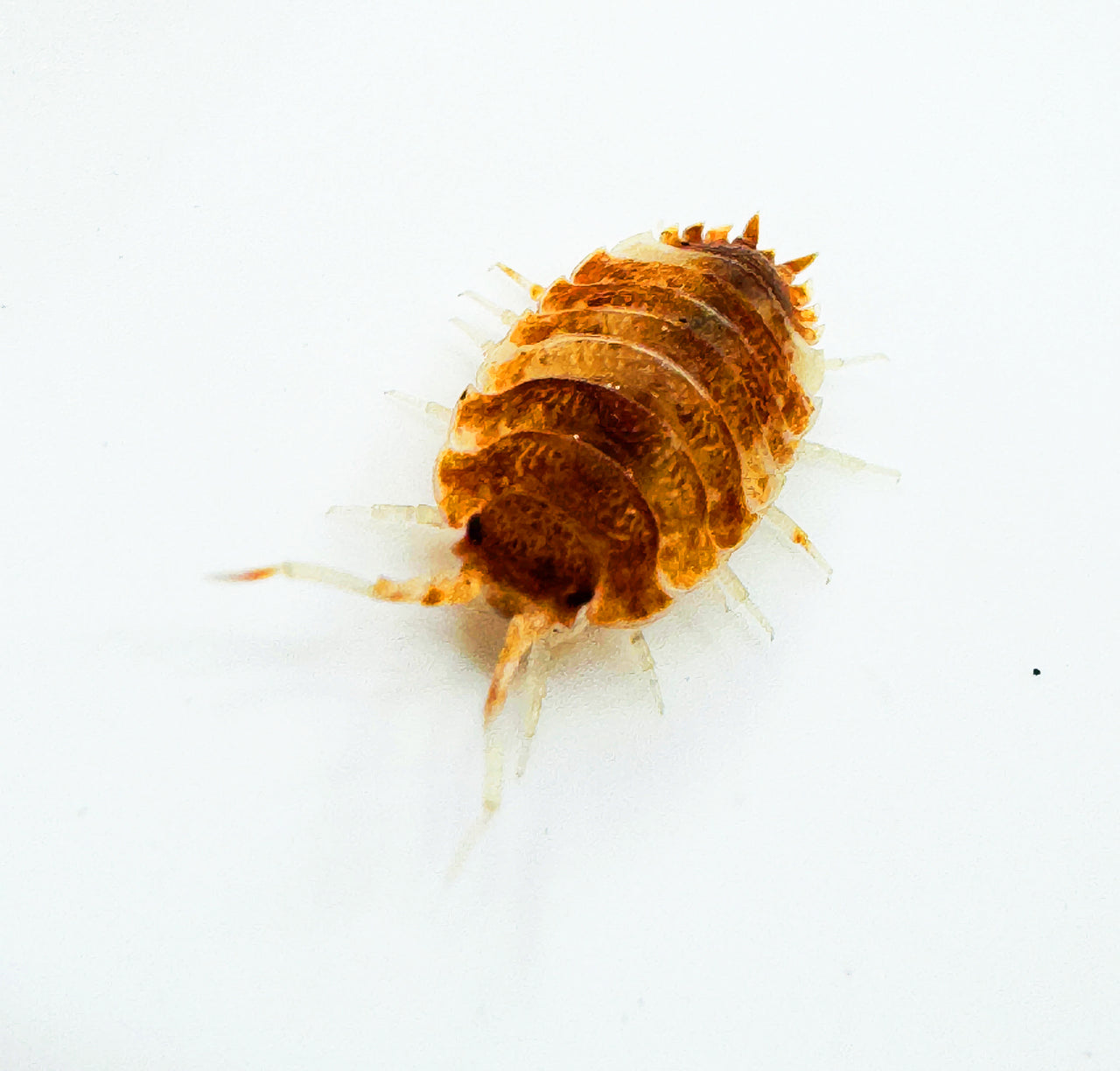 Porcellio Scaber "Orange Koi"