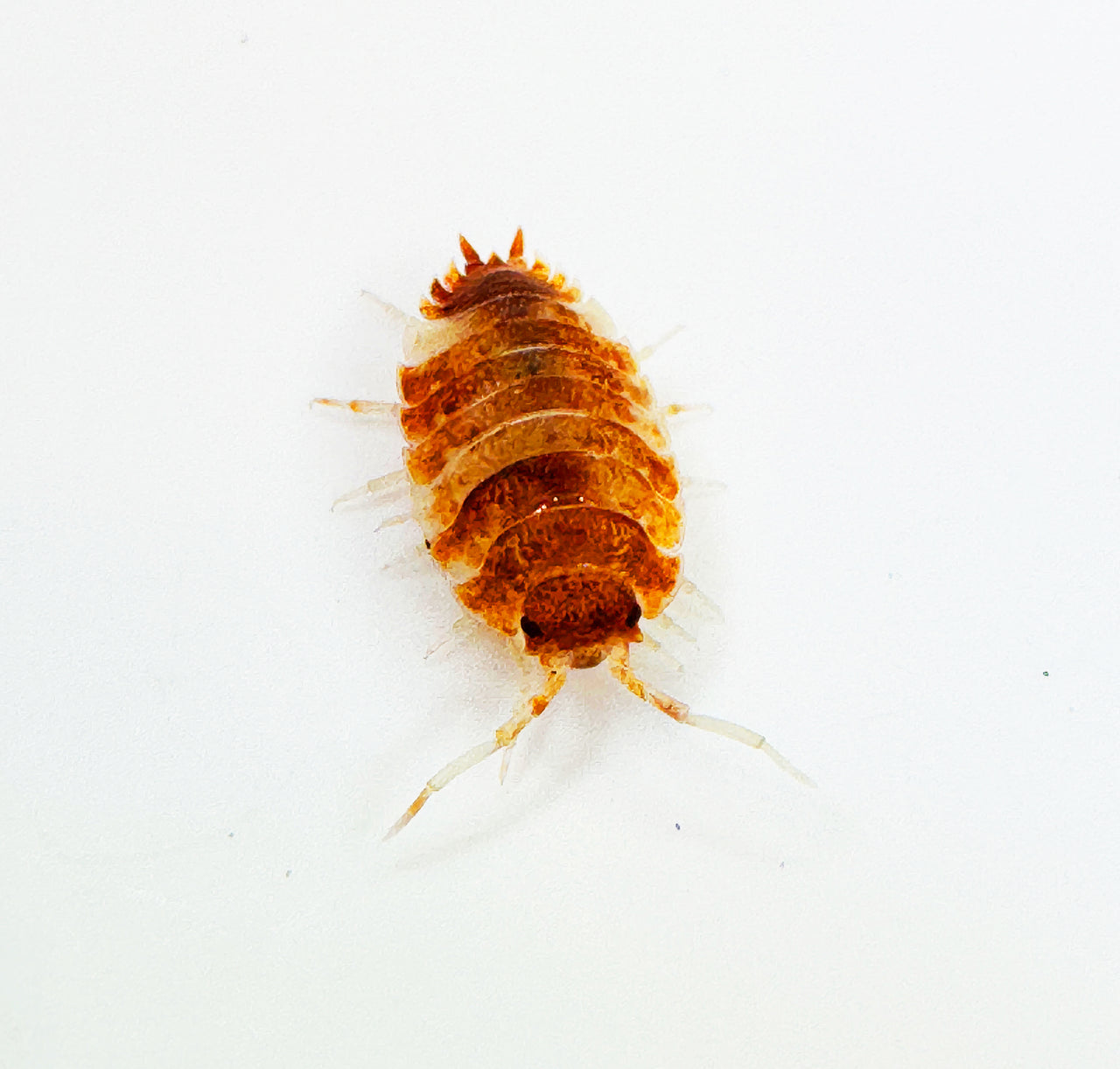 Porcellio Scaber "Orange Koi"