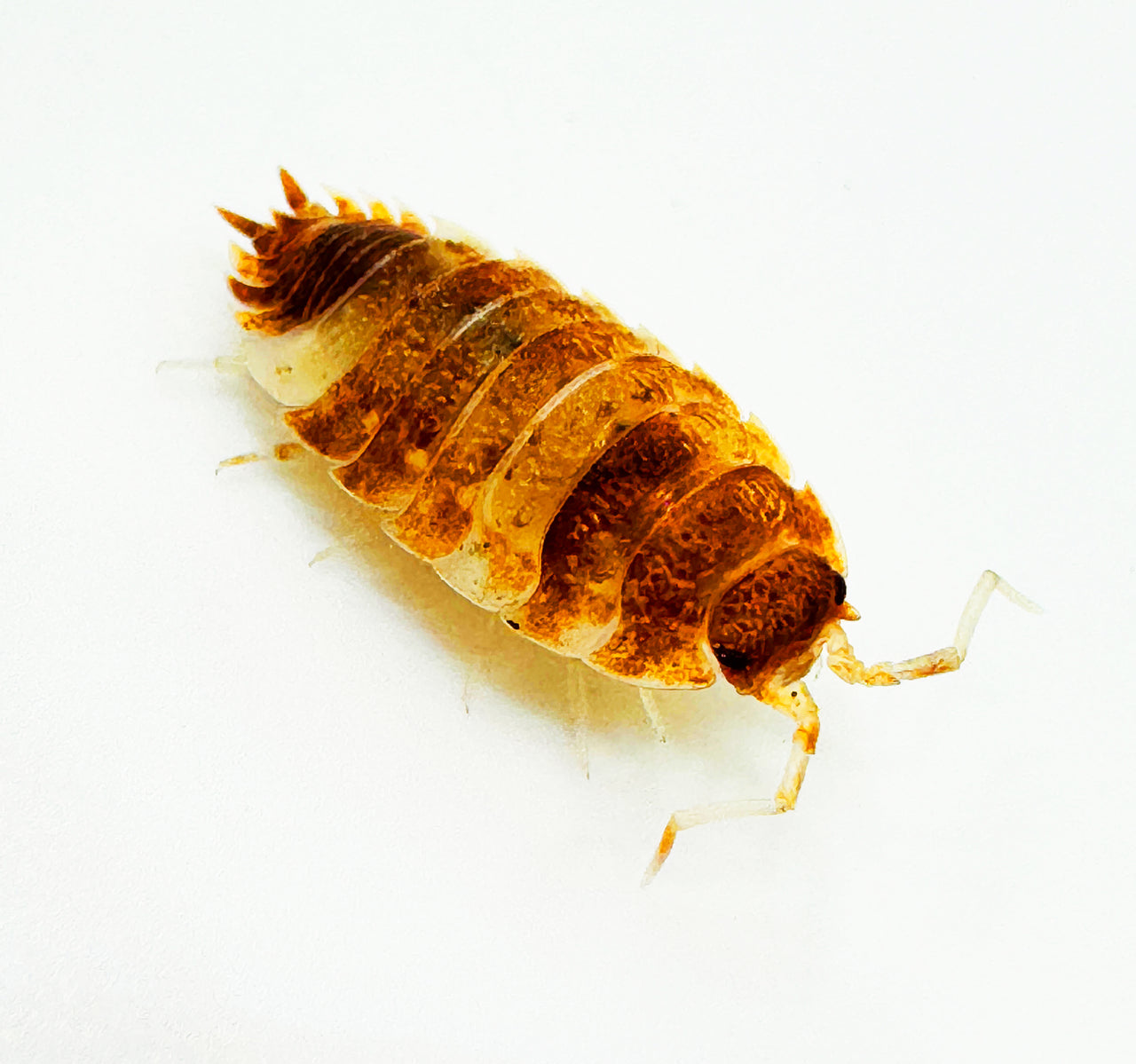 Porcellio Scaber "Orange Koi"