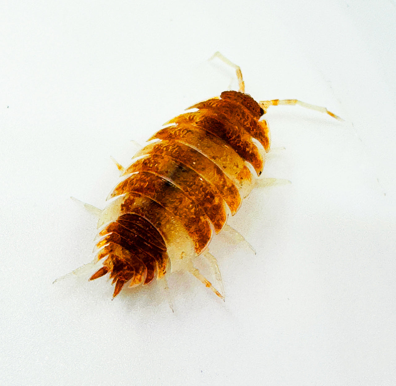 Porcellio Scaber "Orange Koi"