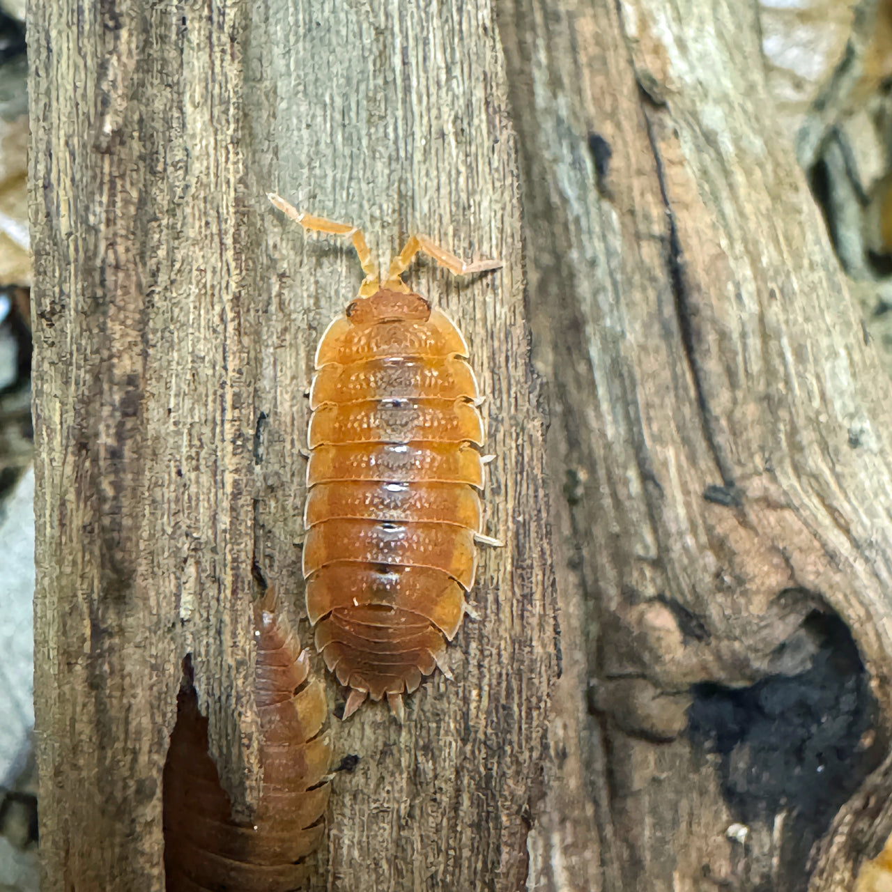 Porcellio Scaber "Orange"