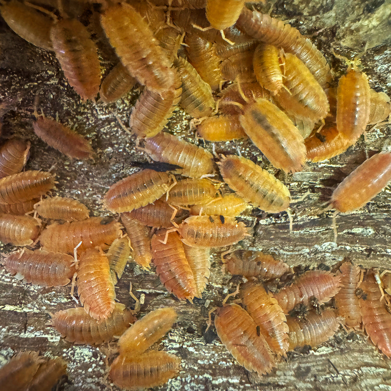 Porcellio Scaber "Orange"