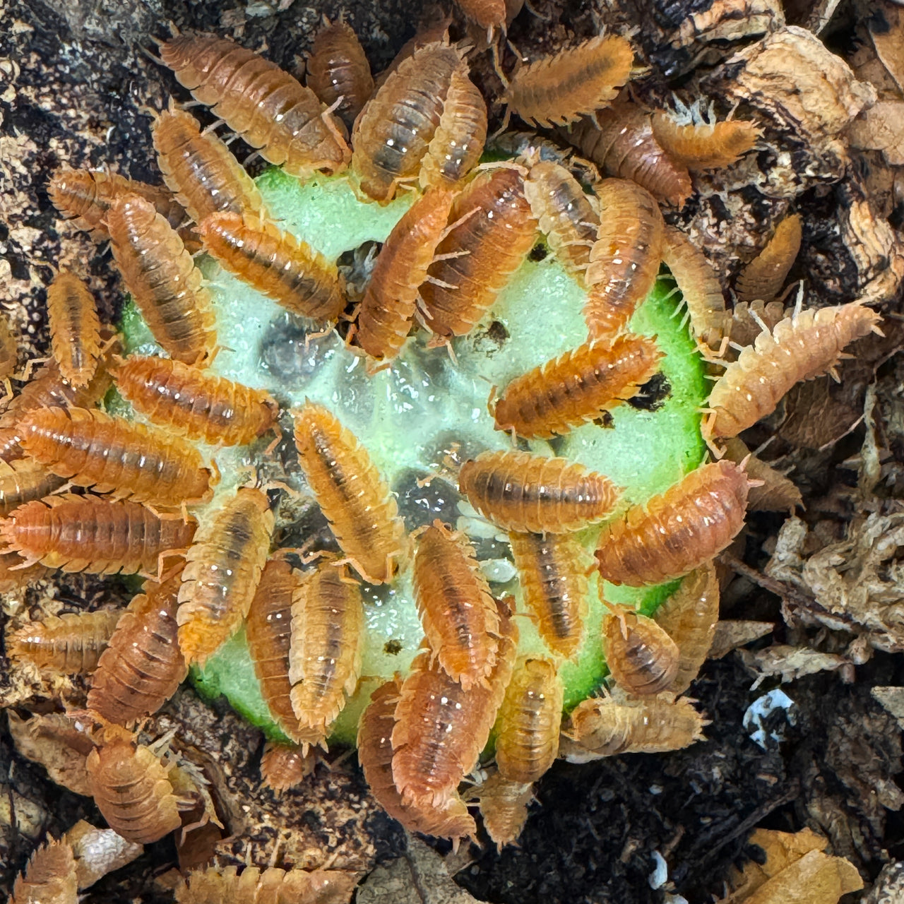 Porcellio Scaber "Orange"