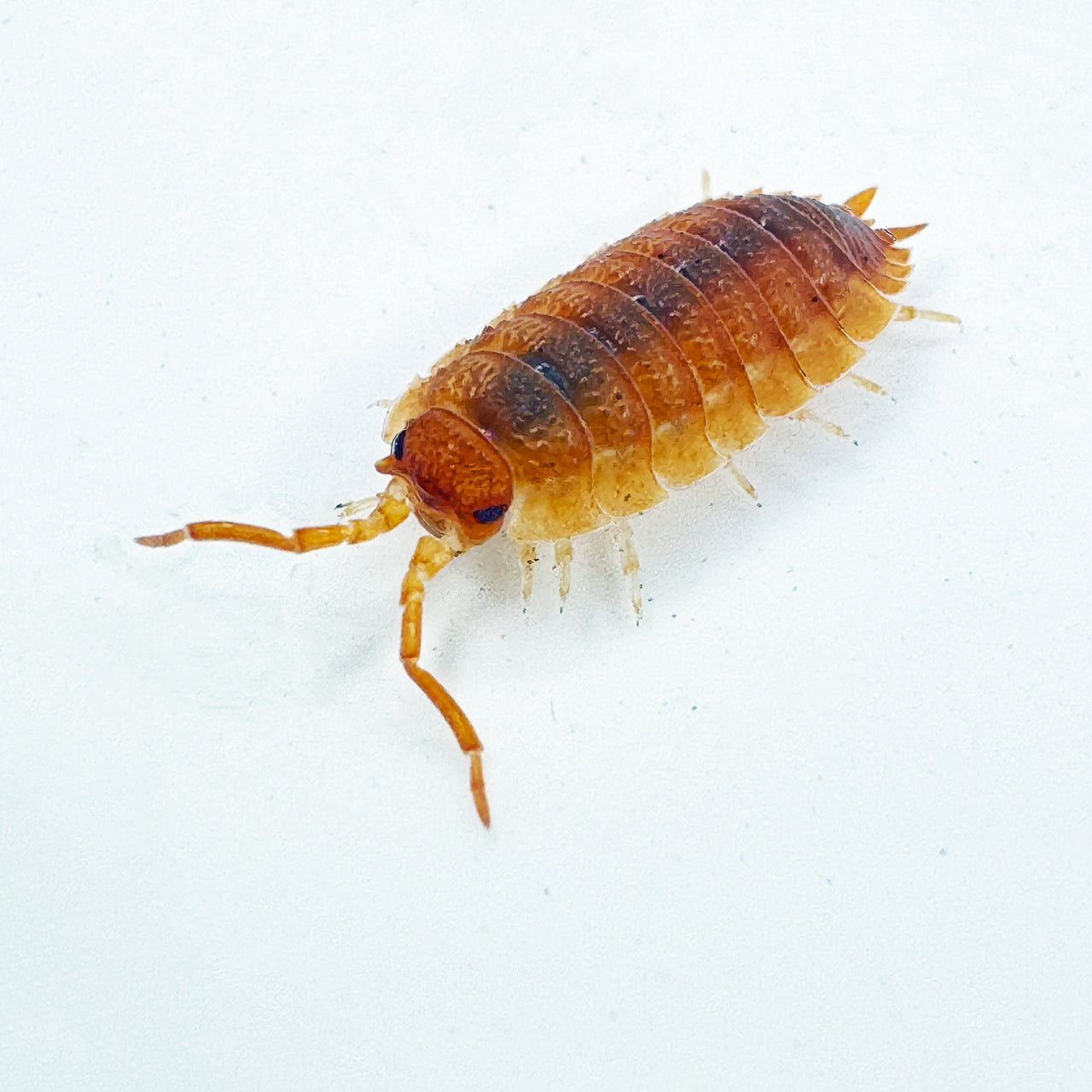 Porcellio Scaber "Orange"