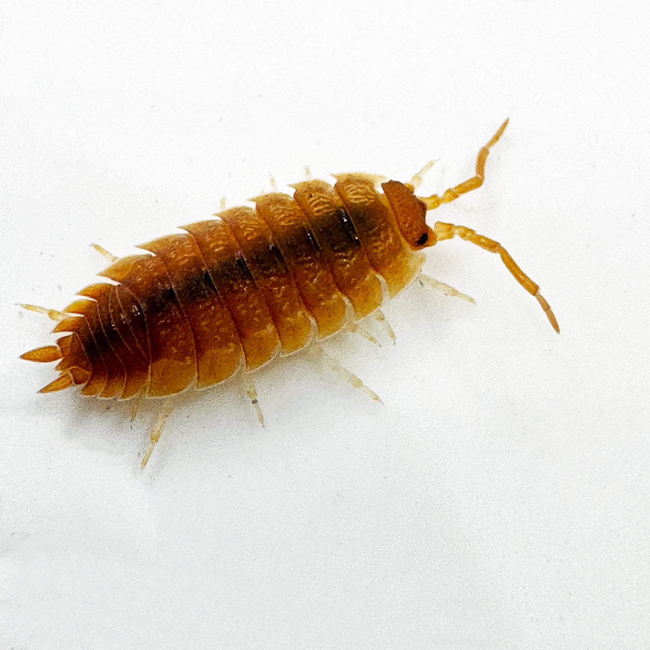 Porcellio Scaber "Orange"