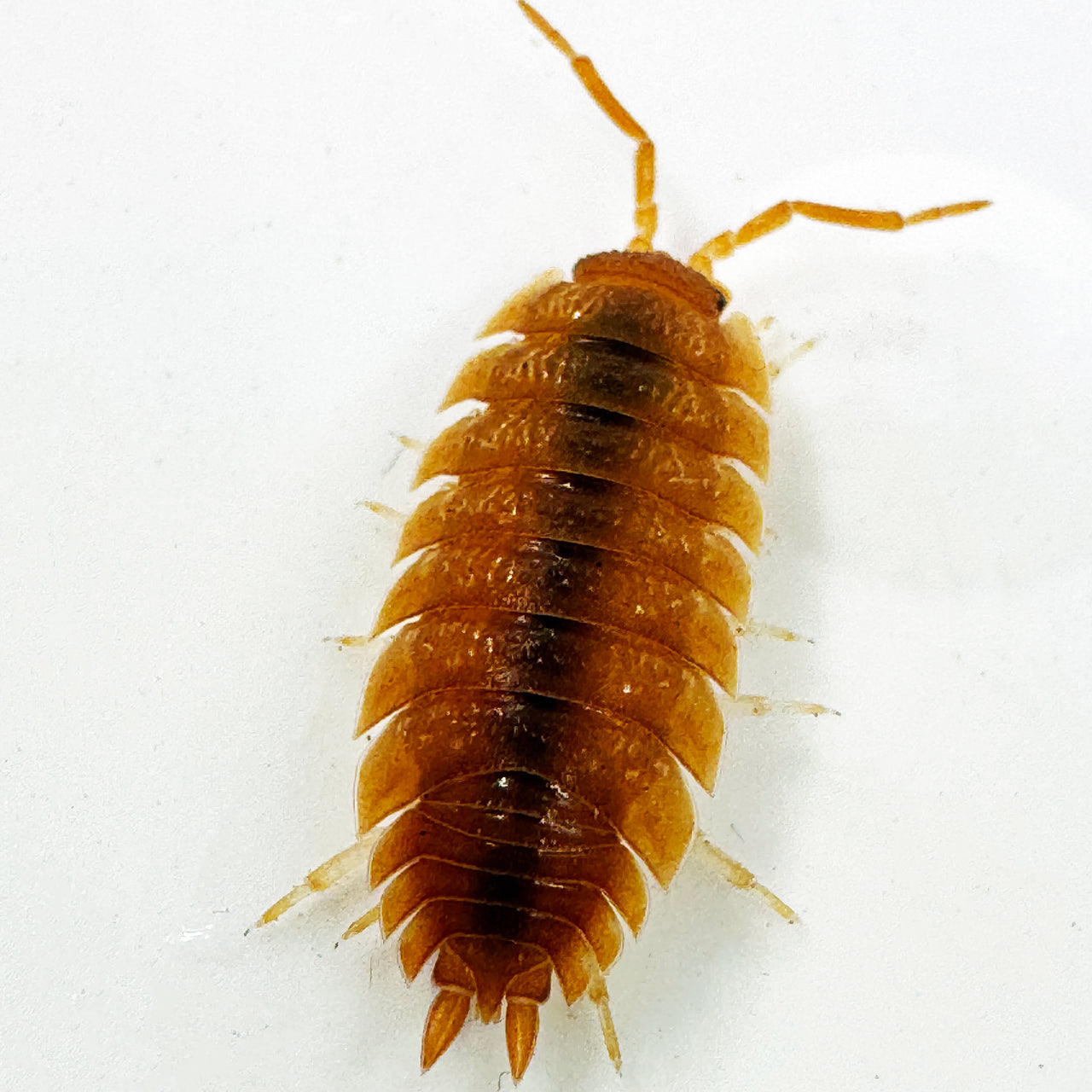 Porcellio Scaber "Orange"