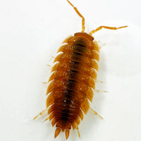 Thumbnail for Porcellio Scaber 