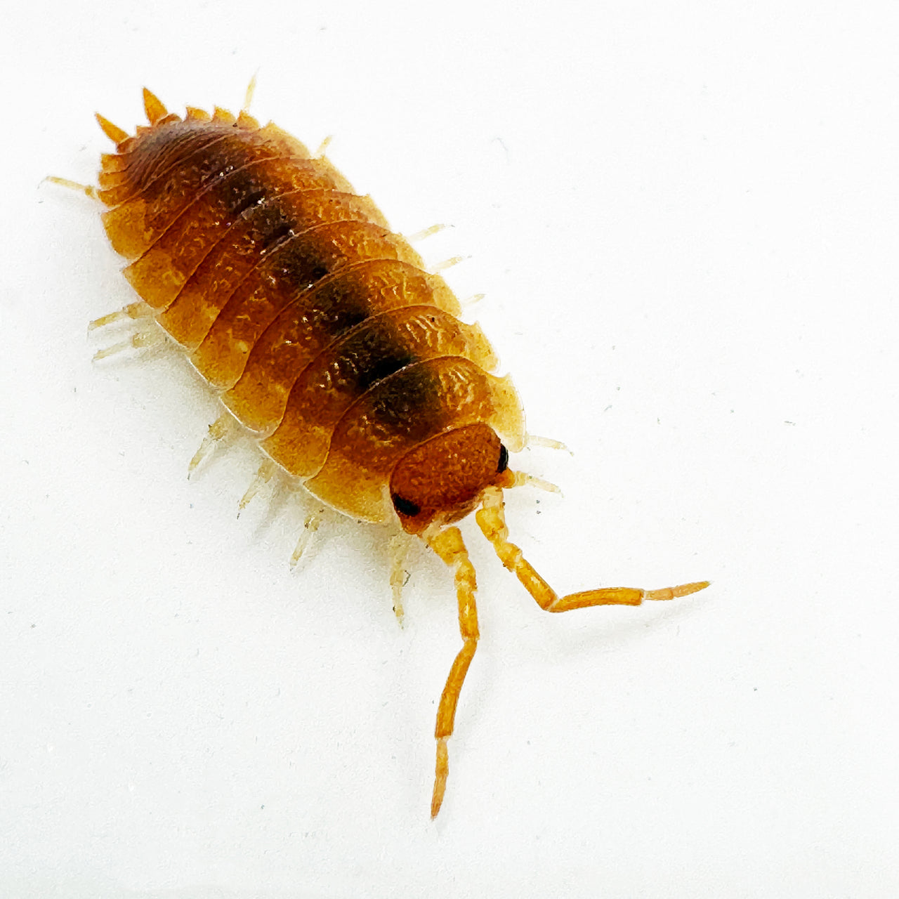 Porcellio Scaber "Orange"