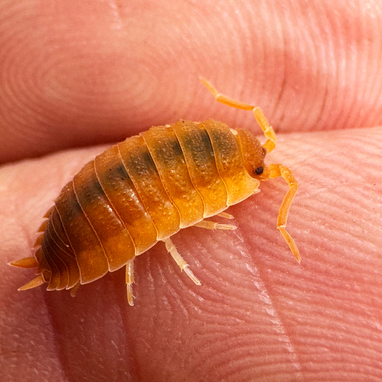 Porcellio Scaber "Orange"