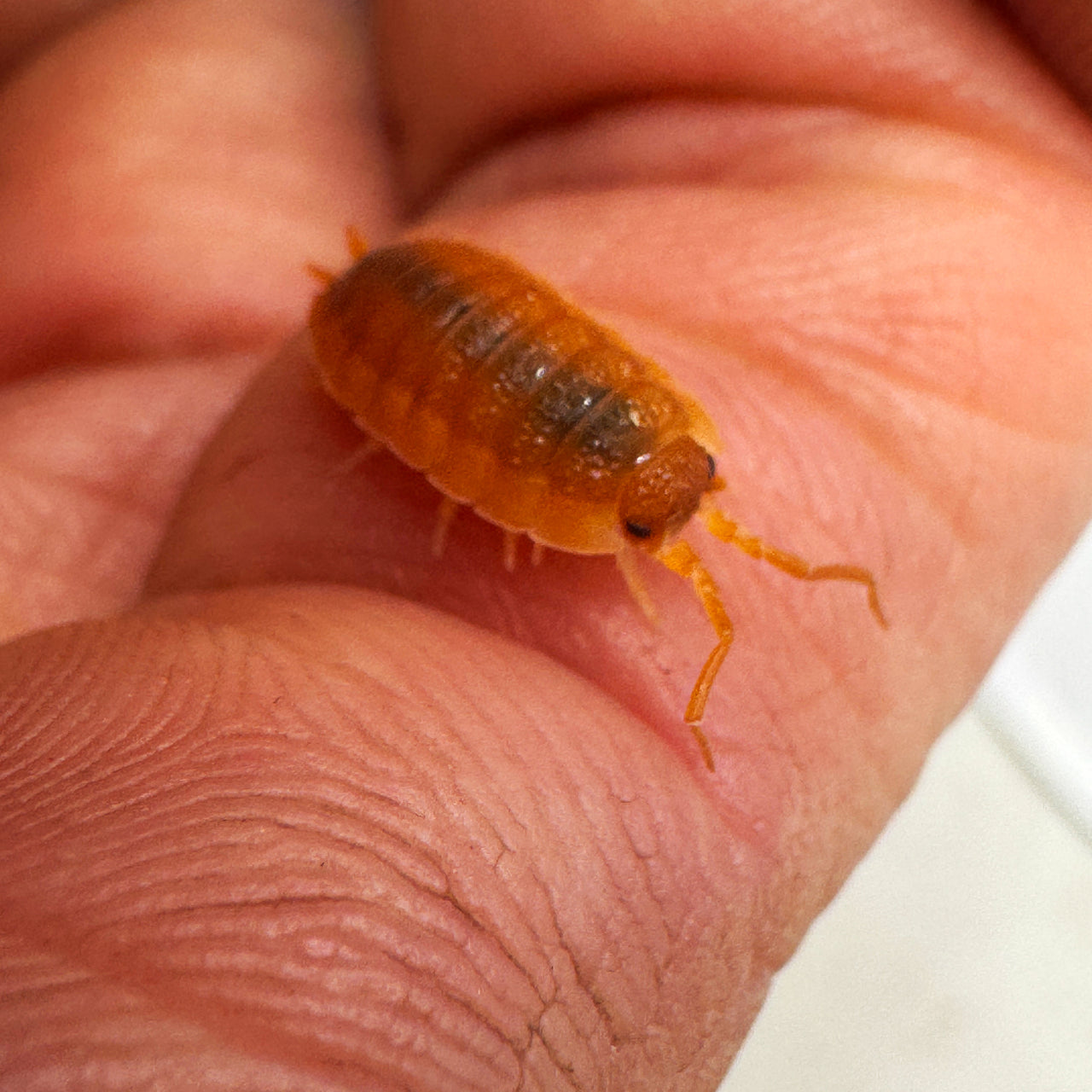 Porcellio Scaber "Orange"