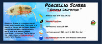 Thumbnail for Porcellio Scaber Orange Dalmatian Isopod Bin Label