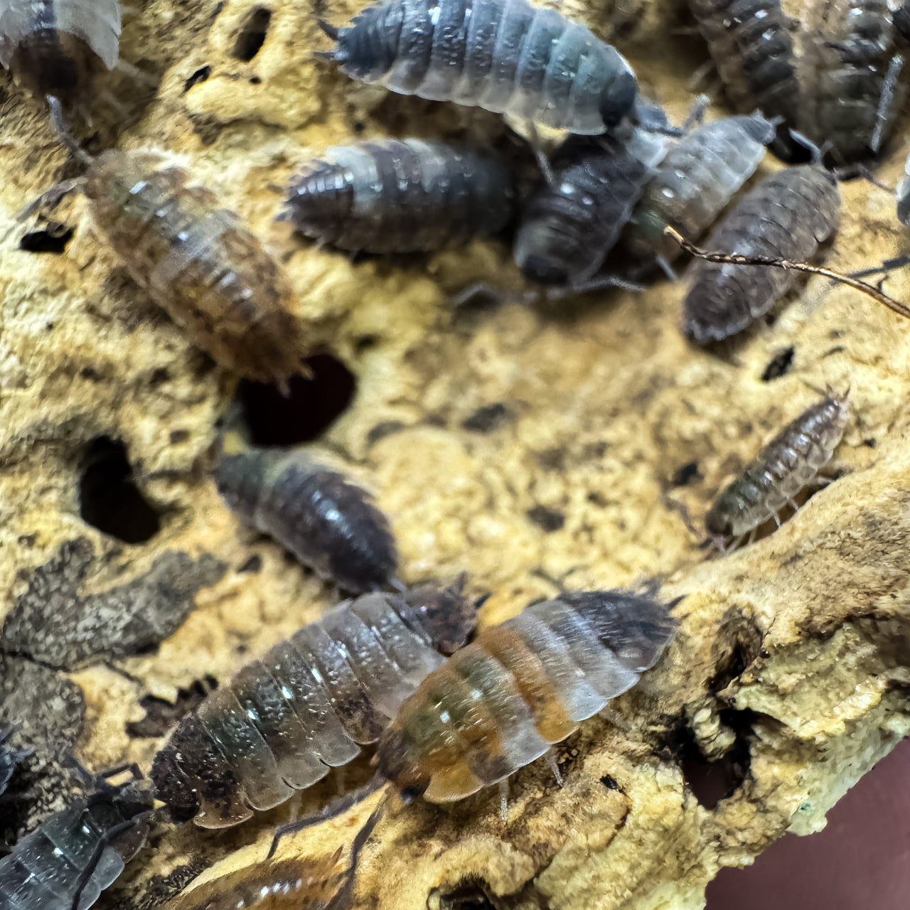 Porcellio Scaber "Skewbald Tri"