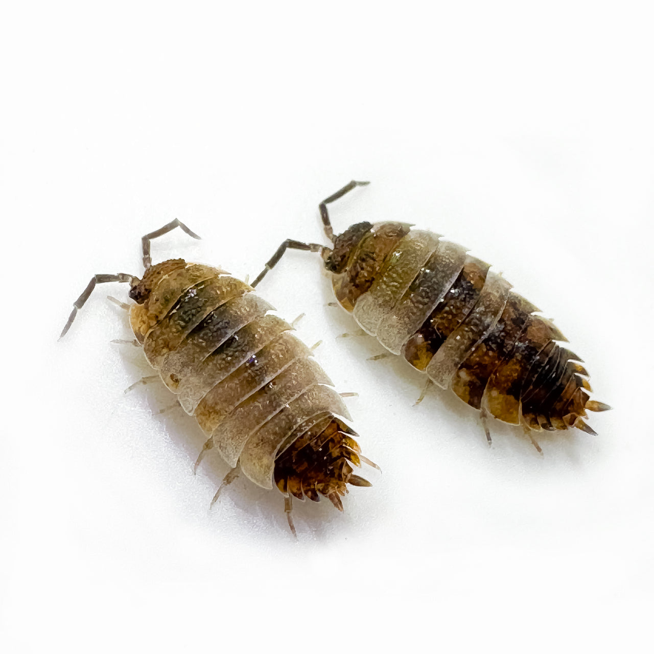 Porcellio Scaber "Skewbald Tri"