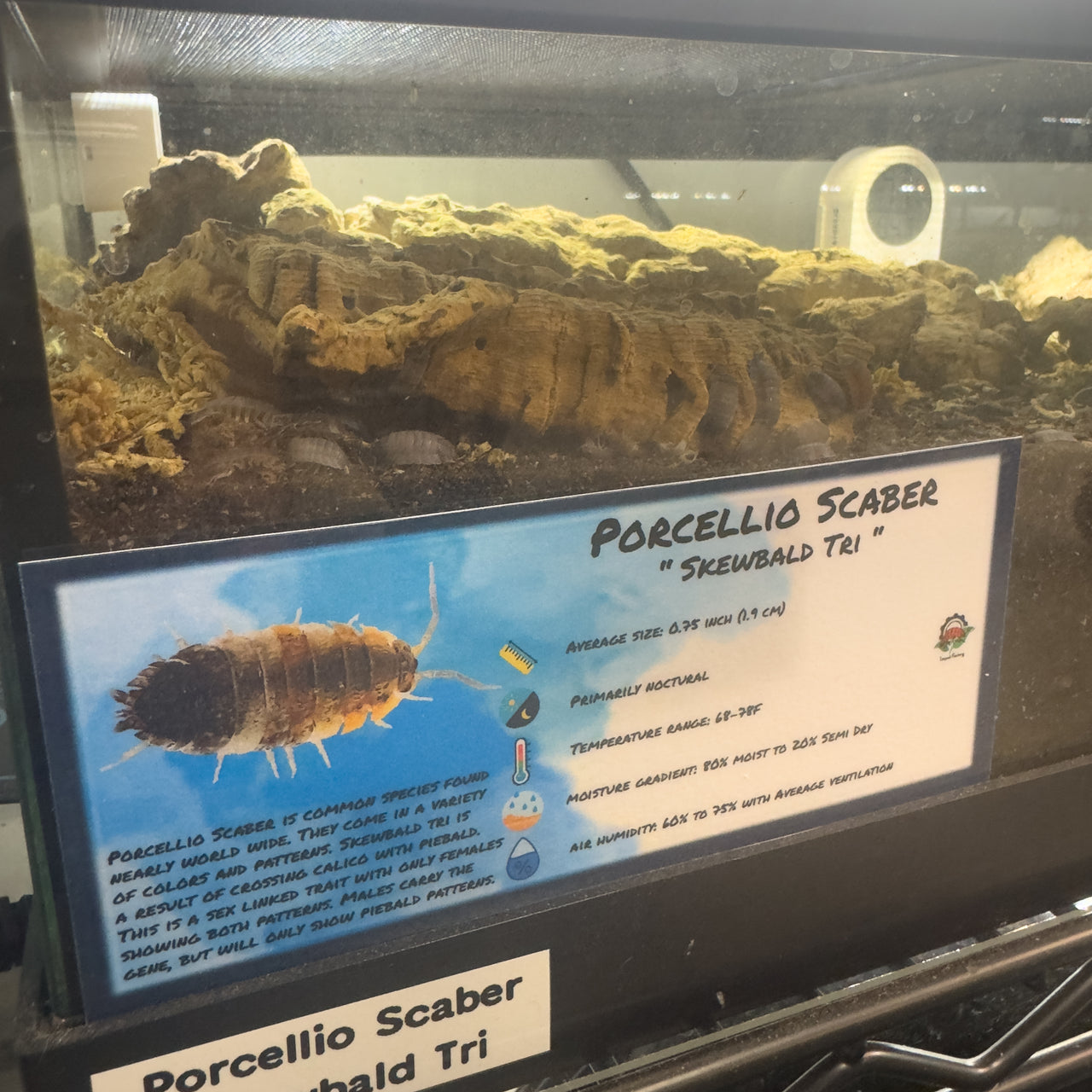 Porcellio Scaber Skewbald Tri Isopod Bin Label