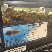 Thumbnail for Porcellio Scaber Skewbald Tri Isopod Bin Label