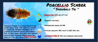 Thumbnail for Porcellio Scaber Skewbald Tri Isopod Bin Label
