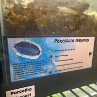 Thumbnail for Porcellio Werneri Isopod Bin Label