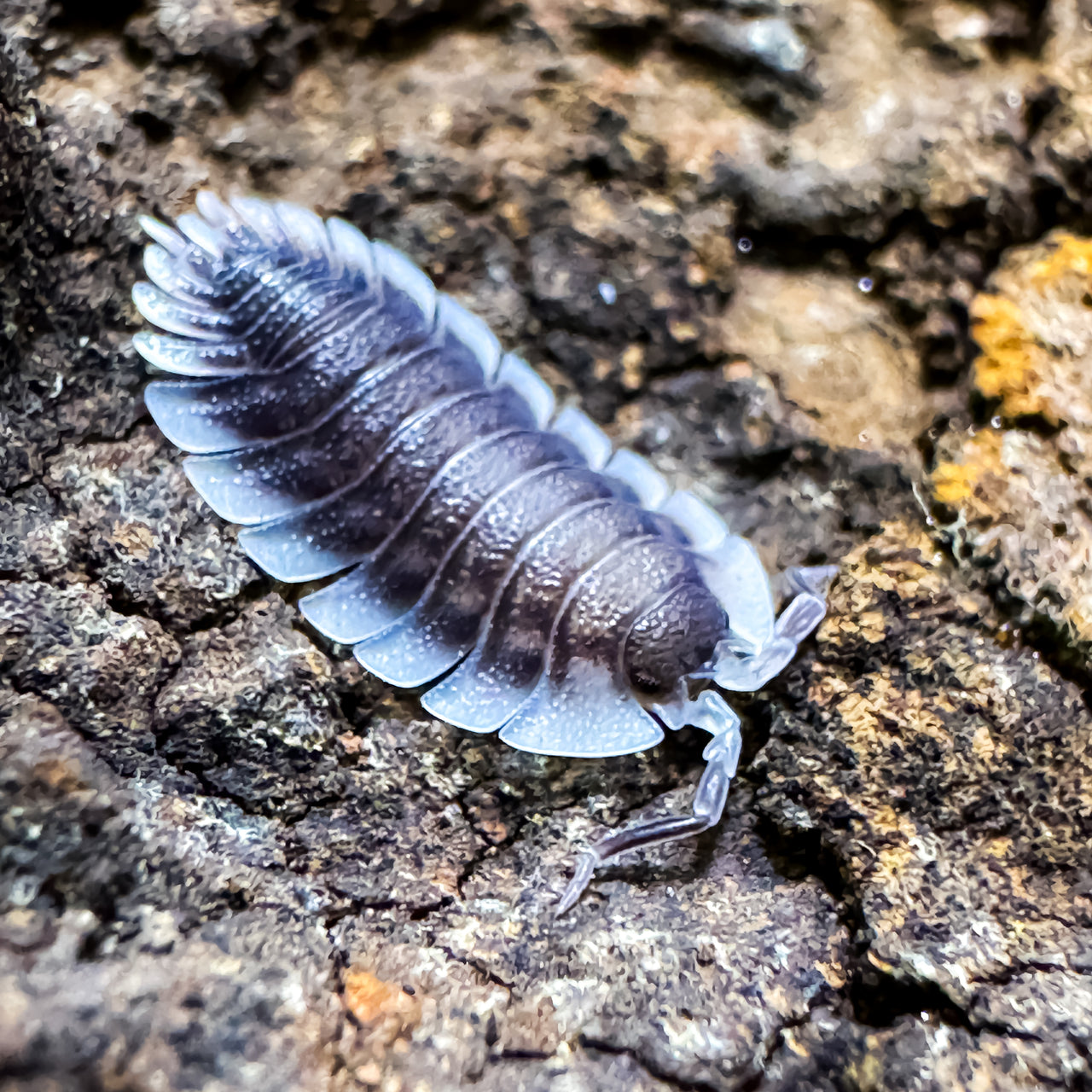 Porcellio Werneri "Greek Shield Isopod"