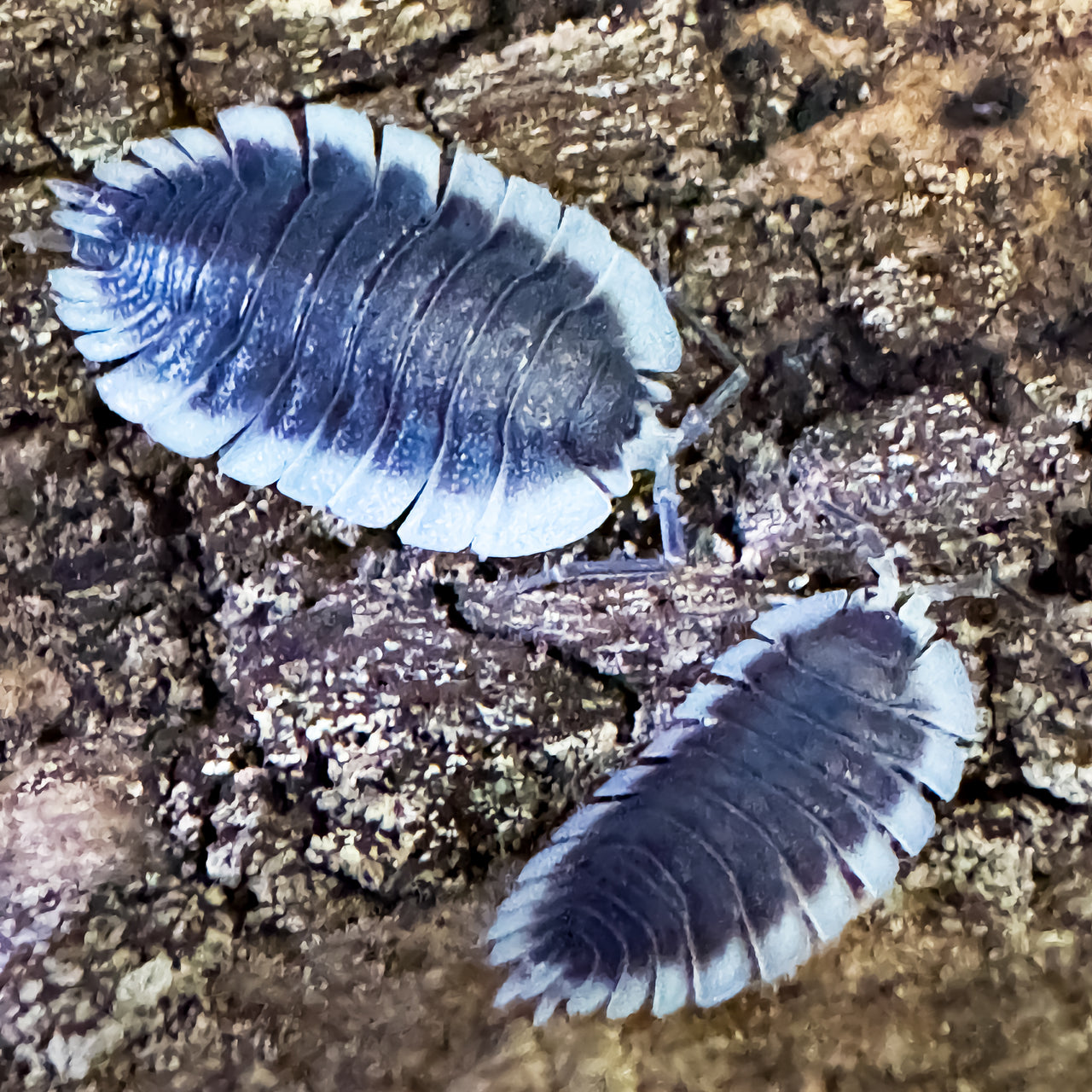 Porcellio Werneri "Greek Shield Isopod"