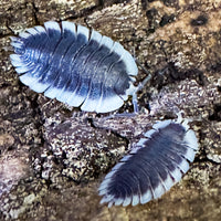 Thumbnail for Porcellio Werneri 