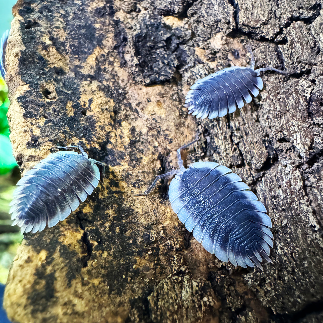 Porcellio Werneri "Greek Shield Isopod"