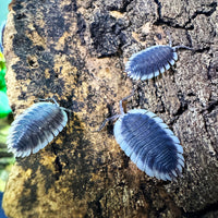 Thumbnail for Porcellio Werneri 