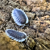 Thumbnail for Porcellio Werneri 
