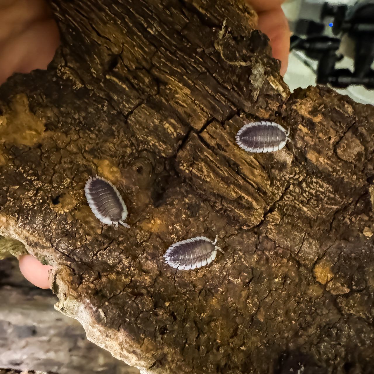 Porcellio Werneri "Greek Shield Isopod"