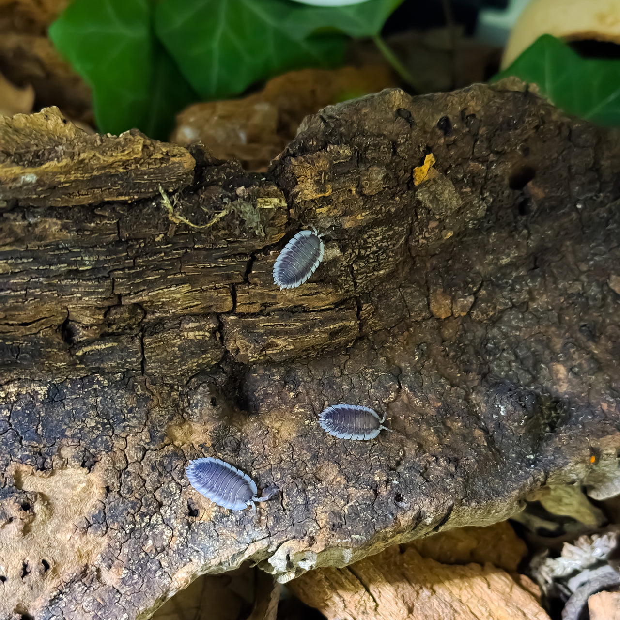 Porcellio Werneri "Greek Shield Isopod"