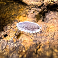Thumbnail for Porcellio Werneri 