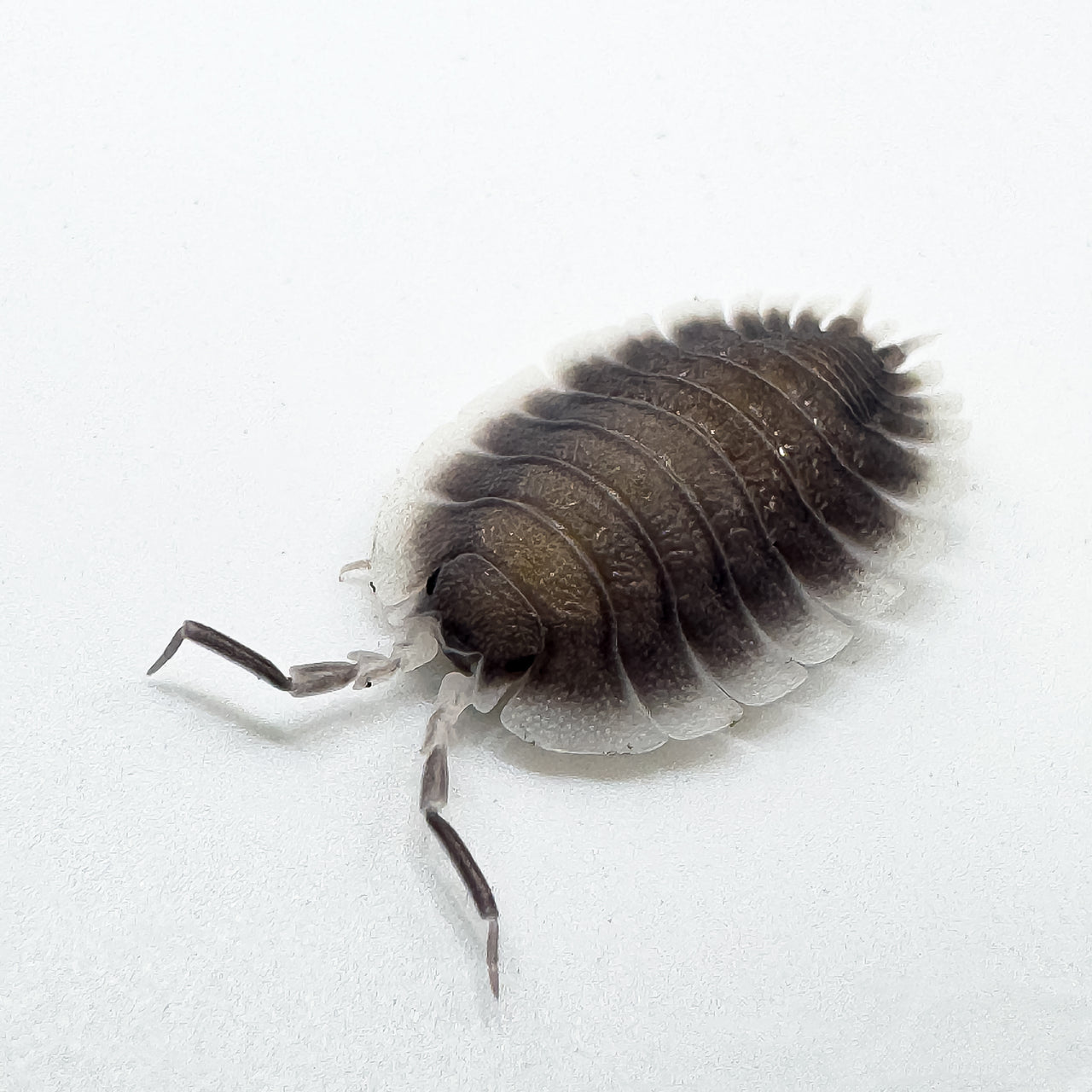 Porcellio Werneri "Greek Shield Isopod"