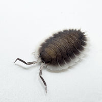 Thumbnail for Porcellio Werneri 