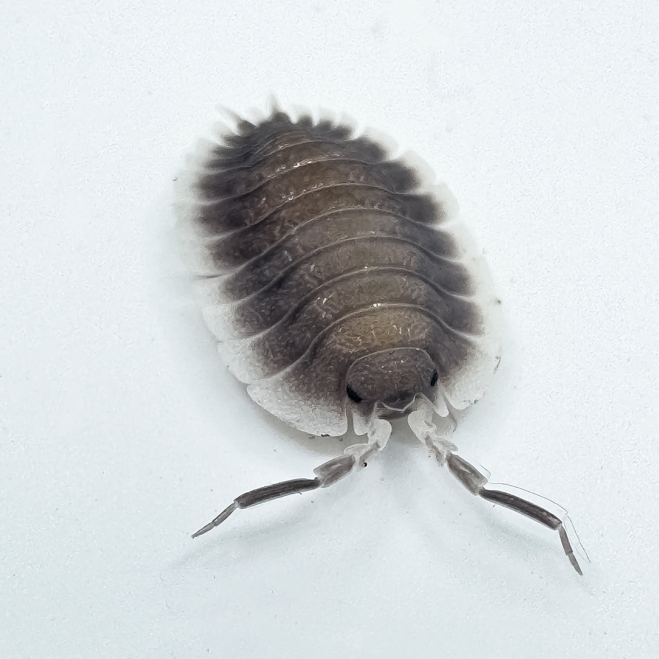 Porcellio Werneri "Greek Shield Isopod"