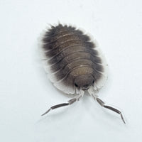 Thumbnail for Porcellio Werneri 