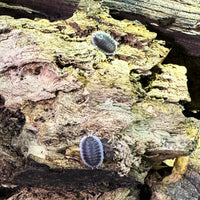Thumbnail for Porcellio Werneri 